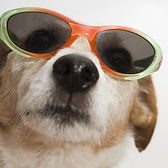 Dog wearing sunglasses — beat the heat with AC maintenance